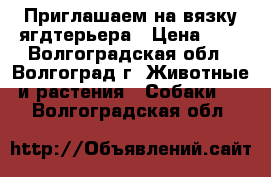 Приглашаем на вязку ягдтерьера › Цена ­ 1 - Волгоградская обл., Волгоград г. Животные и растения » Собаки   . Волгоградская обл.